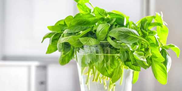 5 Best Ways to Store Fresh Herbs and Keep Them Fresher for Longer